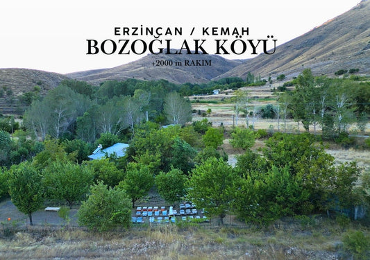 Bal Üretiminde Yüksek Rakım Neden Önemli? | Yegens