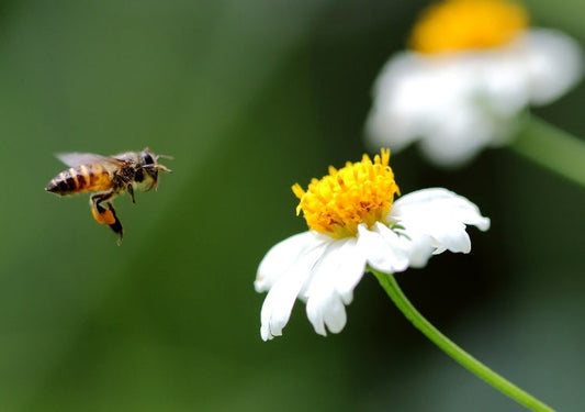 Polifloralı Bal Nedir? (Wildflower Honey) – Doğanın Renk Paleti